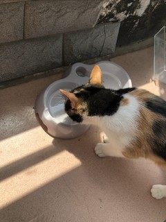 给猫猫准备一个喝水吃饭盘
