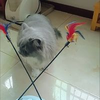 逗猫神器