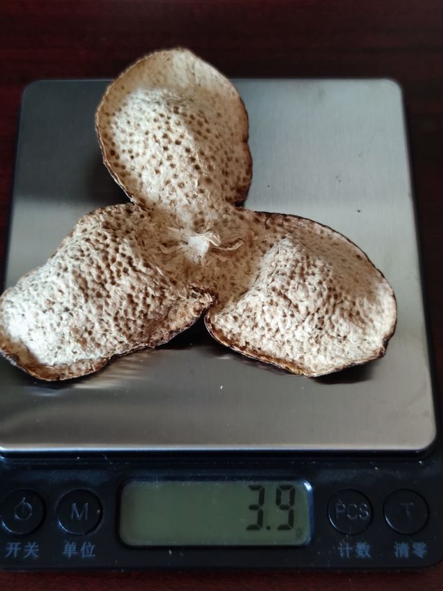 闷泡杯里的陈皮白茶