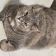 低卡猫粮推荐丨热量低的猫粮如何选择？猫咪减肥系列2
