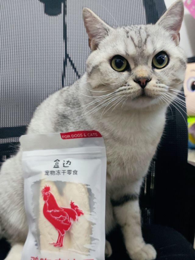 猫猫的夏日零食