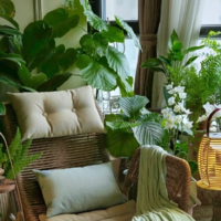 夏天的正确打开方式就是绿植，6种绿植搬回家，客厅变成热带雨林