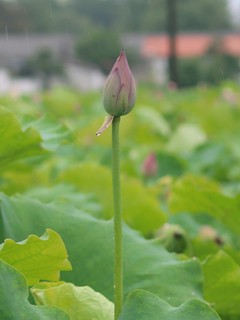 冒雨赏荷，别有一番风味