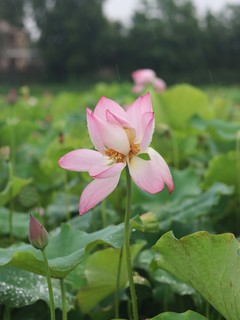 冒雨赏荷，别有一番风味