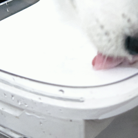 主子的好物分享｜宠咕咕宠物饮水机评测：让宠物爱上喝水的神器