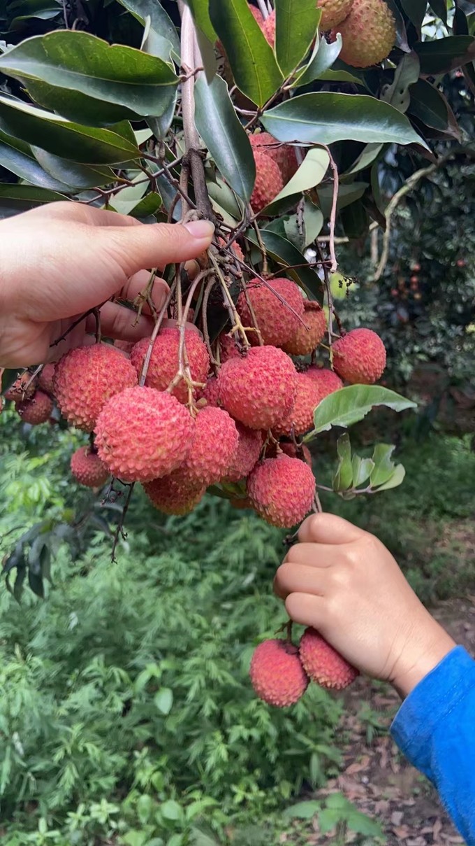 新鲜水果