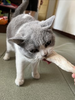 资深铲屎官强烈推荐的猫咪冻干零食鸡胸肉