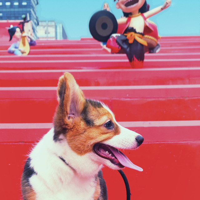 新手养宠之狗篇（选狗与粮）