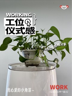 工位怎么能没有一些绿植呢