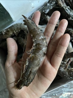 第一次吃黑虎虾🦐