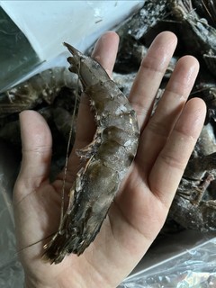 第一次吃黑虎虾🦐