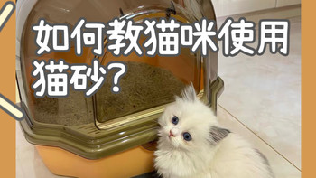 如何教猫咪使用猫砂？