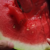 现在吃西瓜🍉正当时