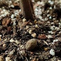 养花盆土要疏松透气，3个小技巧，盆土不板结、不碱化