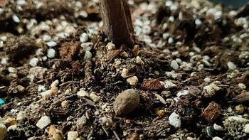 养花盆土要疏松透气，3个小技巧，盆土不板结、不碱化