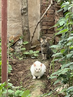 土猫的大餐，盒边家的鸡胸肉