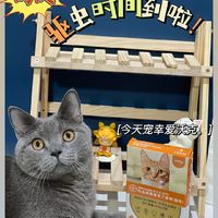 猫咪驱虫攻略，健康从驱虫开始🐾🆘💯