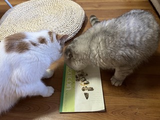 猫咪喜欢的小食品！