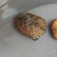 你们家养乌龟了吗？推荐两款不错的龟粮看看小乌龟吃不吃