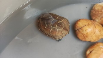 你们家养乌龟了吗？推荐两款不错的龟粮看看小乌龟吃不吃