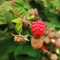 树莓好好看哟，但是大家觉得树莓好吃吗？