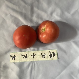 分享美好生活，小汤山番茄