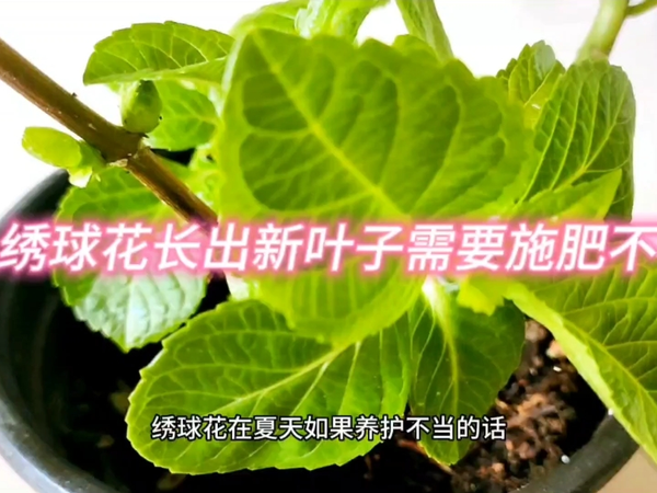 绣球花长出新叶子需要施肥吗？
