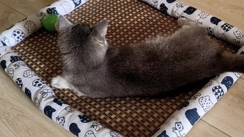 猫咪藤编凉席垫，凉而不冰，很好用