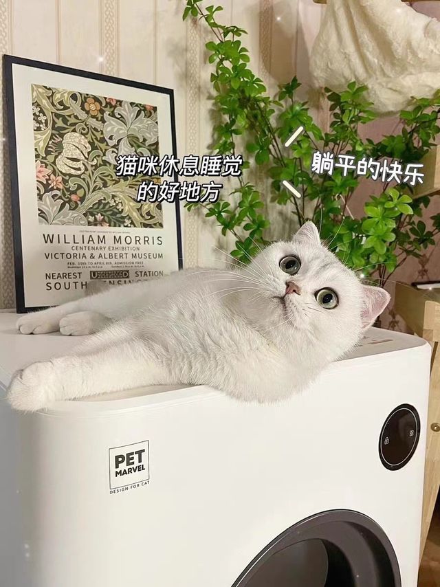 给猫主子入手豪华厕所