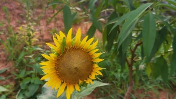 菜园里面种颗向日葵🌻，看着都舒心