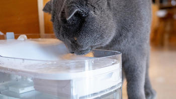 生活趣谈 篇十：猫咪的自助智能水吧，超大容量干净卫生，宠咕咕宠物智能饮水机体验