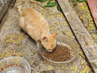 喂流浪猫，铲屎官的美好生活