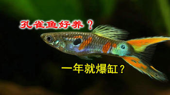 孔雀鱼好养活？确实是的，只要你这么养，一年就能养到爆缸