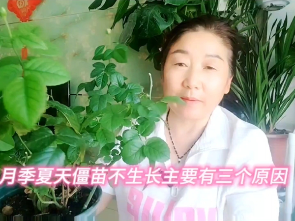 月季夏天僵苗不生长主要有三个原因