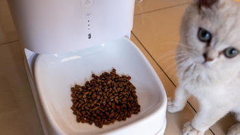 衣食住行 篇十：给猫咪更健康的饮食体验，宠咕咕智能宠物喂食器上手