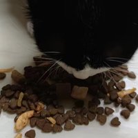 猫咪试吃卫仕山海盛宴猫粮