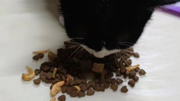 猫咪试吃卫仕山海盛宴猫粮