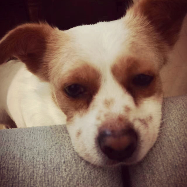 超级想出门的玩的旺财