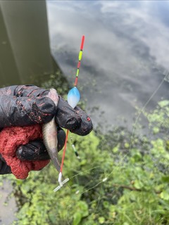 更专业的小物钓浅水漂，小凤仙浅水短漂