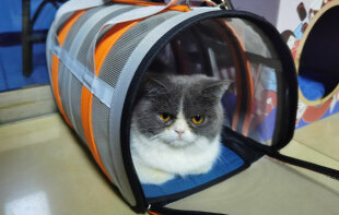 猫狗航空箱——让宠物的旅行变得安心与温馨