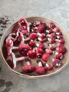 夏日特辑，新鲜的红菇