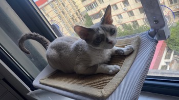 宠物 篇三：超级推荐的猫咪挂窗折叠床