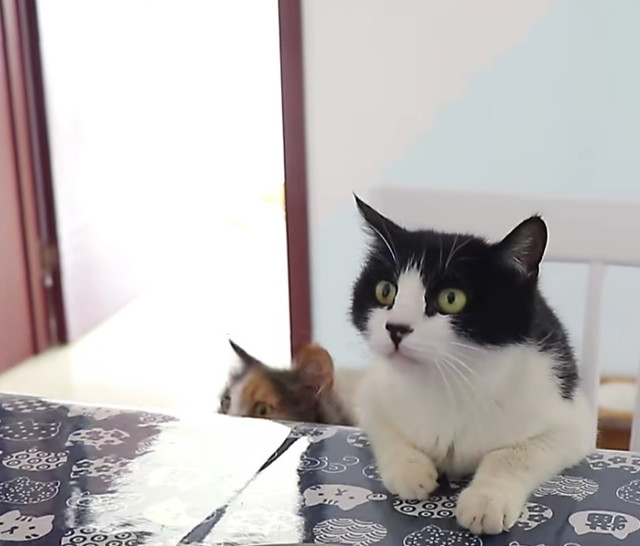 日常作为铲屎官的一天