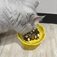 怎么给猫咪选个适合的好猫粮？