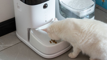 科学投喂猫咪吃的开心，主人也省心 这宠咕咕智能喂食器买的值！
