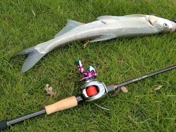 钓鱼界的骗局，鱼儿真的吃铁片吗？