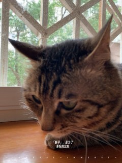 多猫主子的福音-网易严选宠爱相伴猫粮