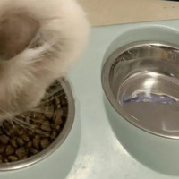 想要抓住猫的胃，海洋之星猫粮准对味