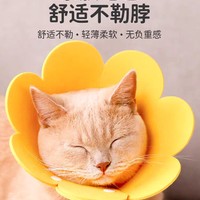 带猫咪去绝育要注意什么?