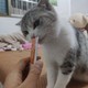 盒边猫条  性价比极高的平民猫猫零食